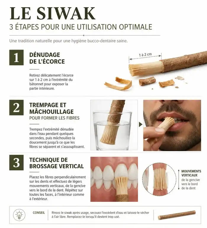 Infographie illustrant les étapes d'utilisation du siwak pour une hygiène bucco-dentaire naturelle