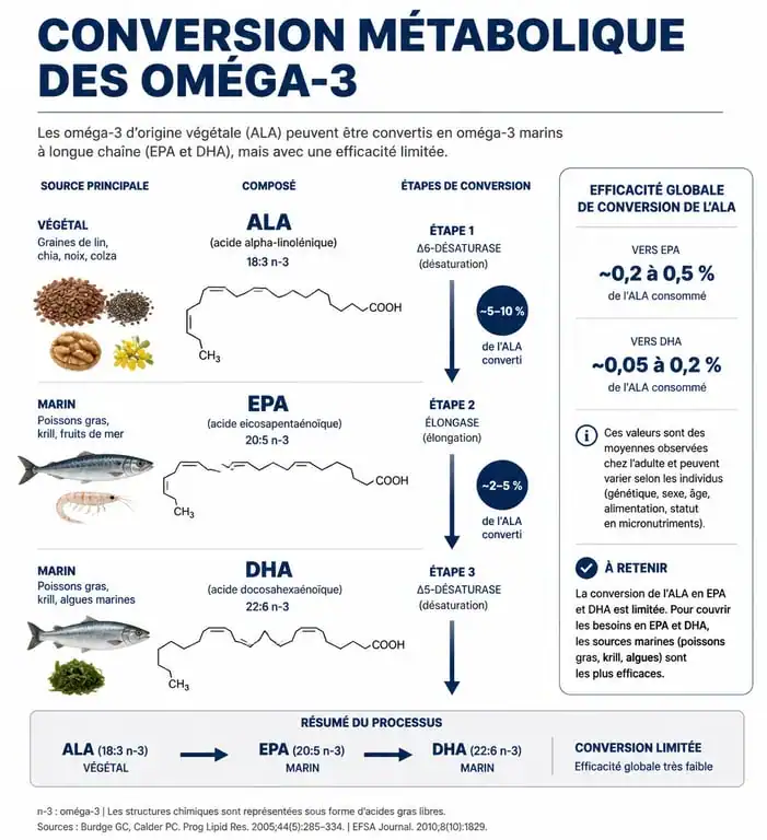 Infographie sur la conversion des oméga 3 ALA, EPA et DHA dans l'organisme pour comprendre quels aliments privilégier.