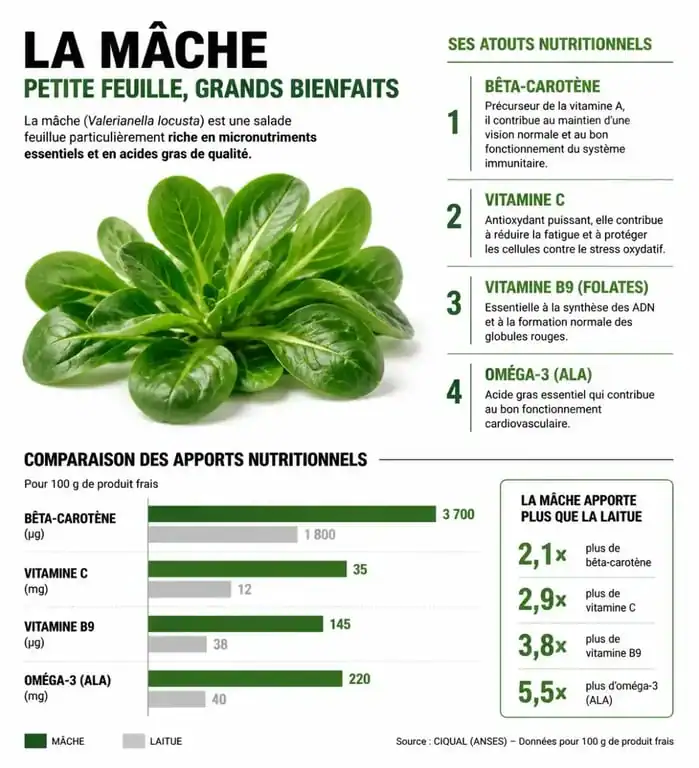 Infographie sur les bienfaits nutritionnels et les apports en vitamines de la mâche